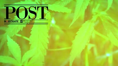 Post Episode 29: Marijuana legalization variations create mismatches in laws versus policies