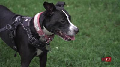 More dogs experiencing THC poisoning as states continue to legalize use