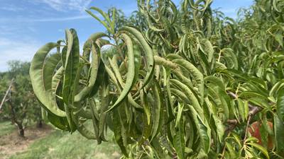 Preocupación creciente: Miles de agrícolas en EE.UU. dañadas por la “deriva de la dicamba” que arrasa los cultivos